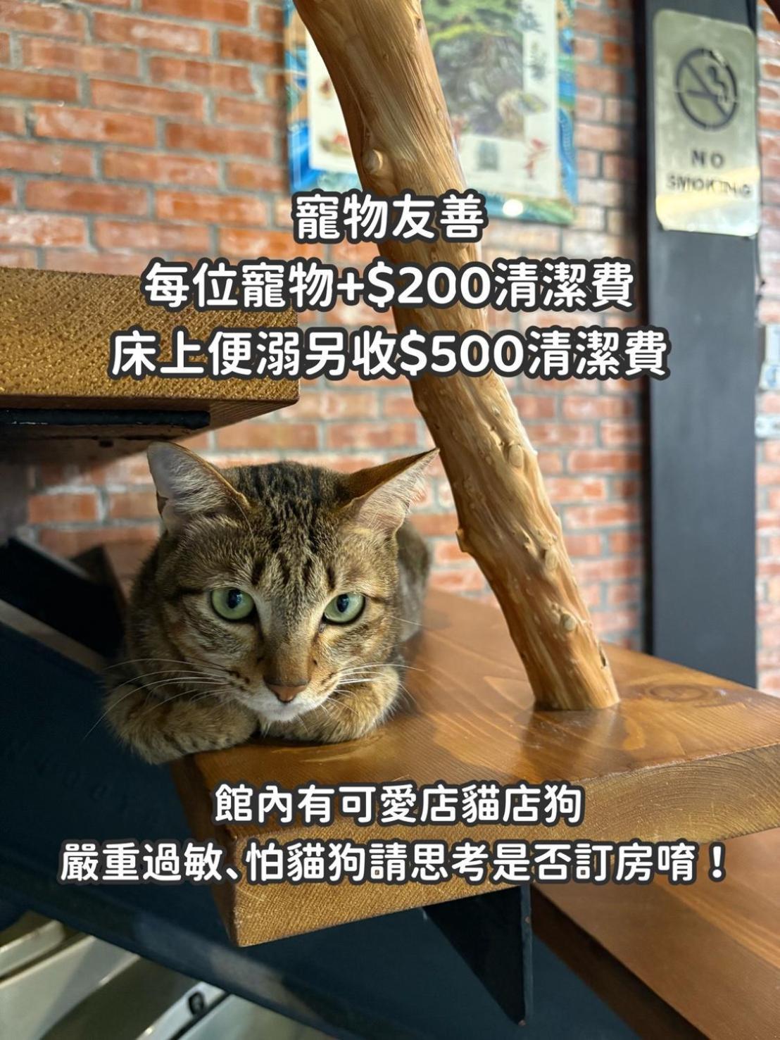 缽割貓點點 青旅 Diandian Hostel Пули Екстериор снимка